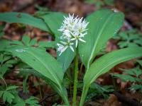 Bärlauchblüten Dolde umgeben von Blätterkranz